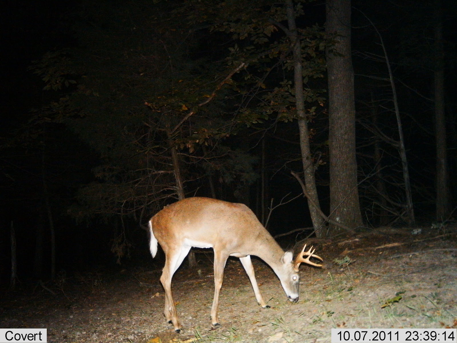 Massanutten Game Trails Small Buck