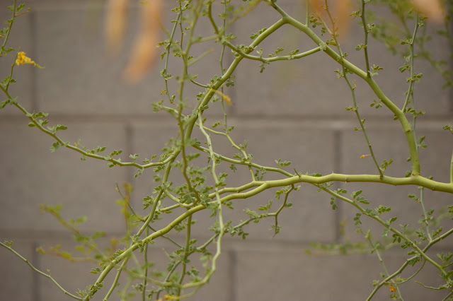 tree watching meme, parkinsonia florida, blue palo verde, desert tree, small sunny garden