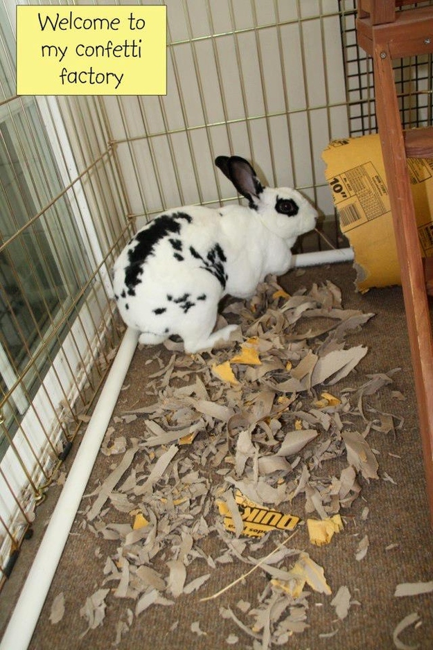 Bunny Shaming Damn Cool Pictures