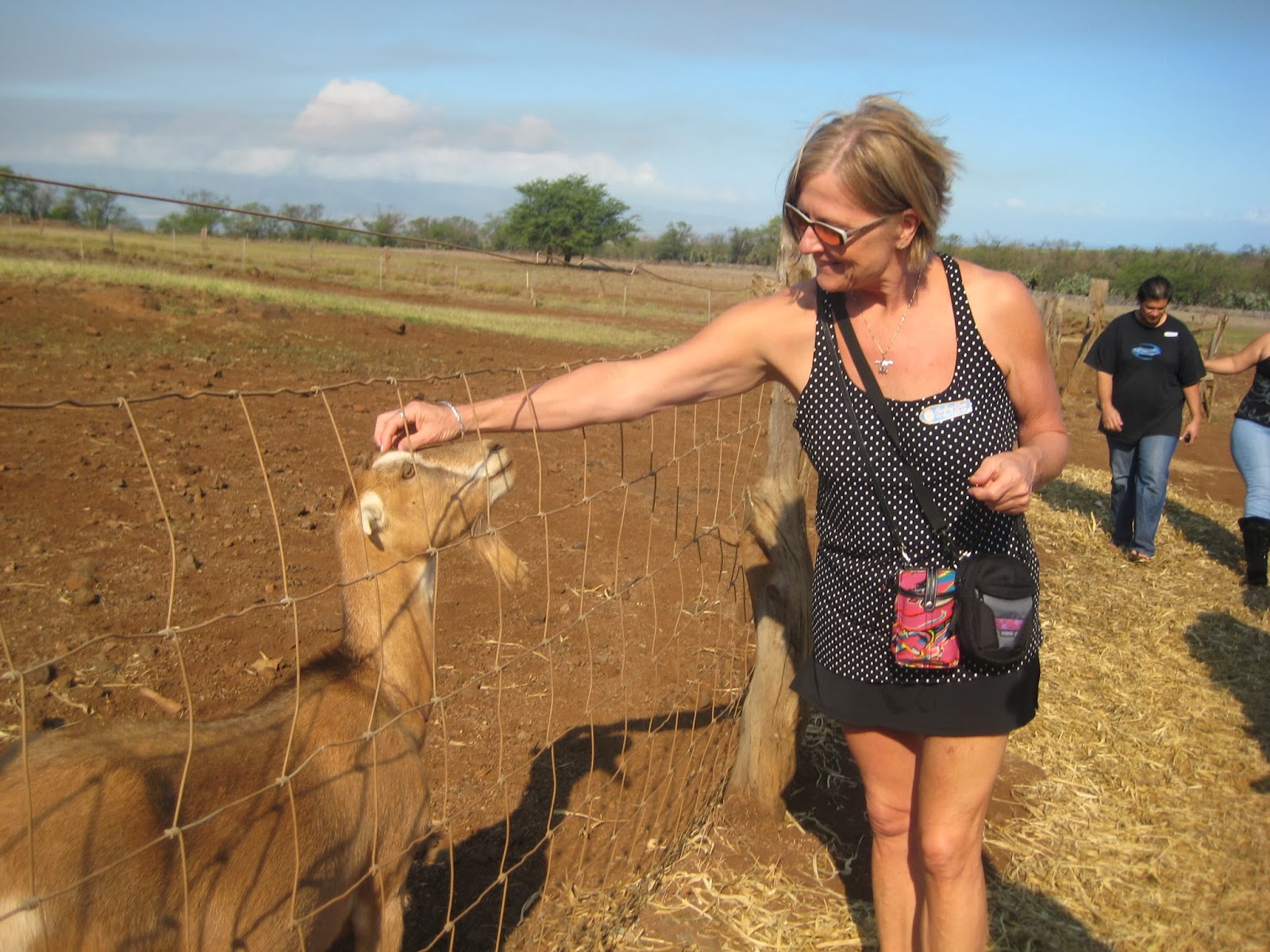 Maui Vacation Guide Maui's Big Cheese The Surfing Goat Dairy