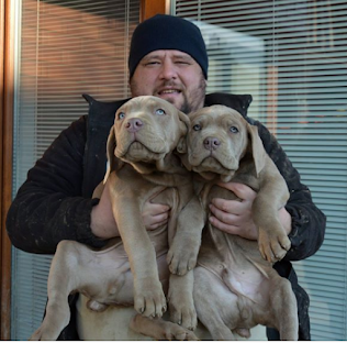 2 Cachorros de  EXTASY BANDOG.Nueva importacion