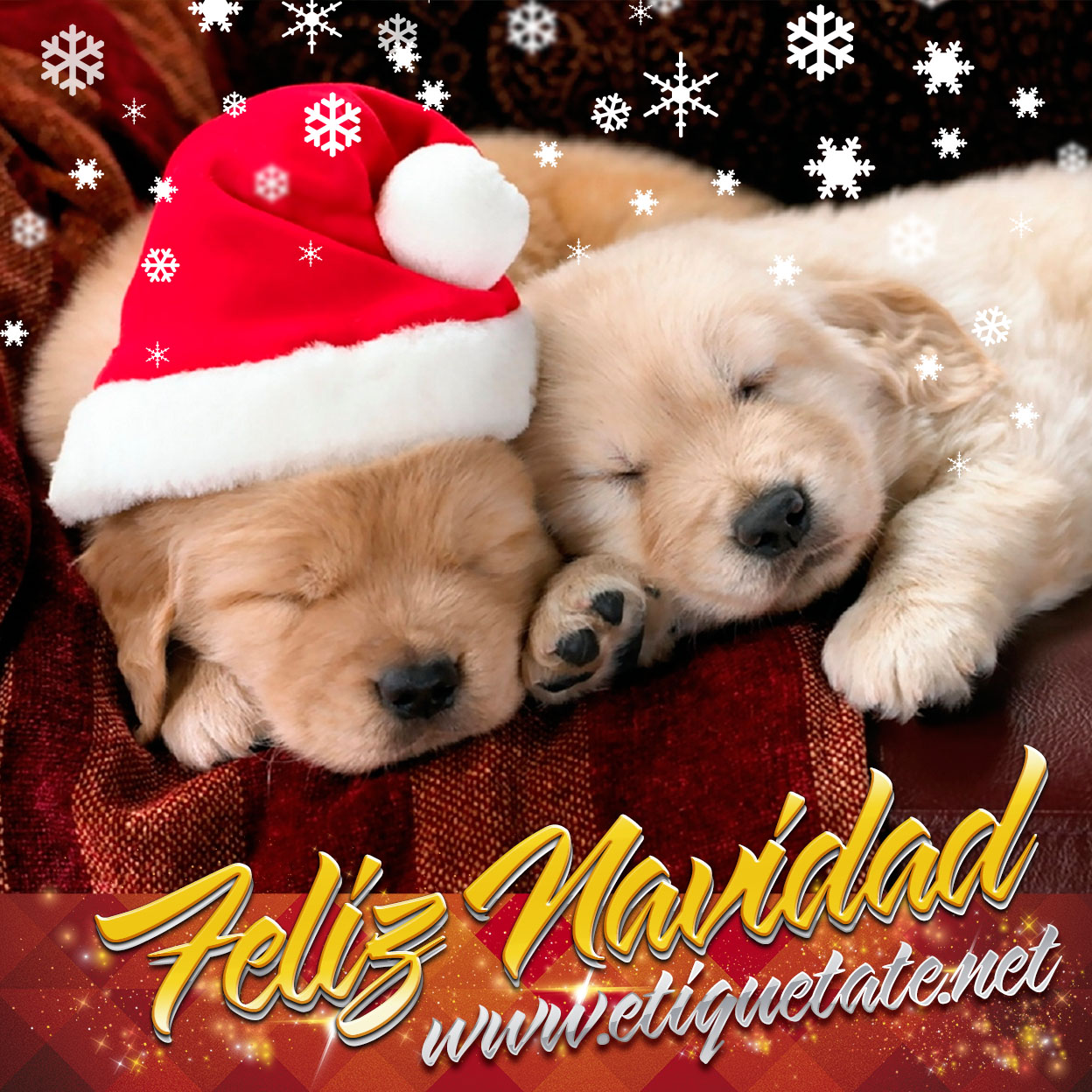 Imagenes bonitas y hermosas de navidad y año nuevo Frases e imágenes navideñas de Cachorritos para compartir en Google+