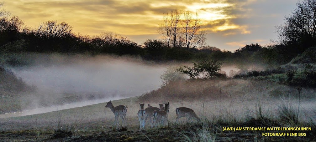 AMSTERDAMSE WATERLEIDINGDUINEN AWD