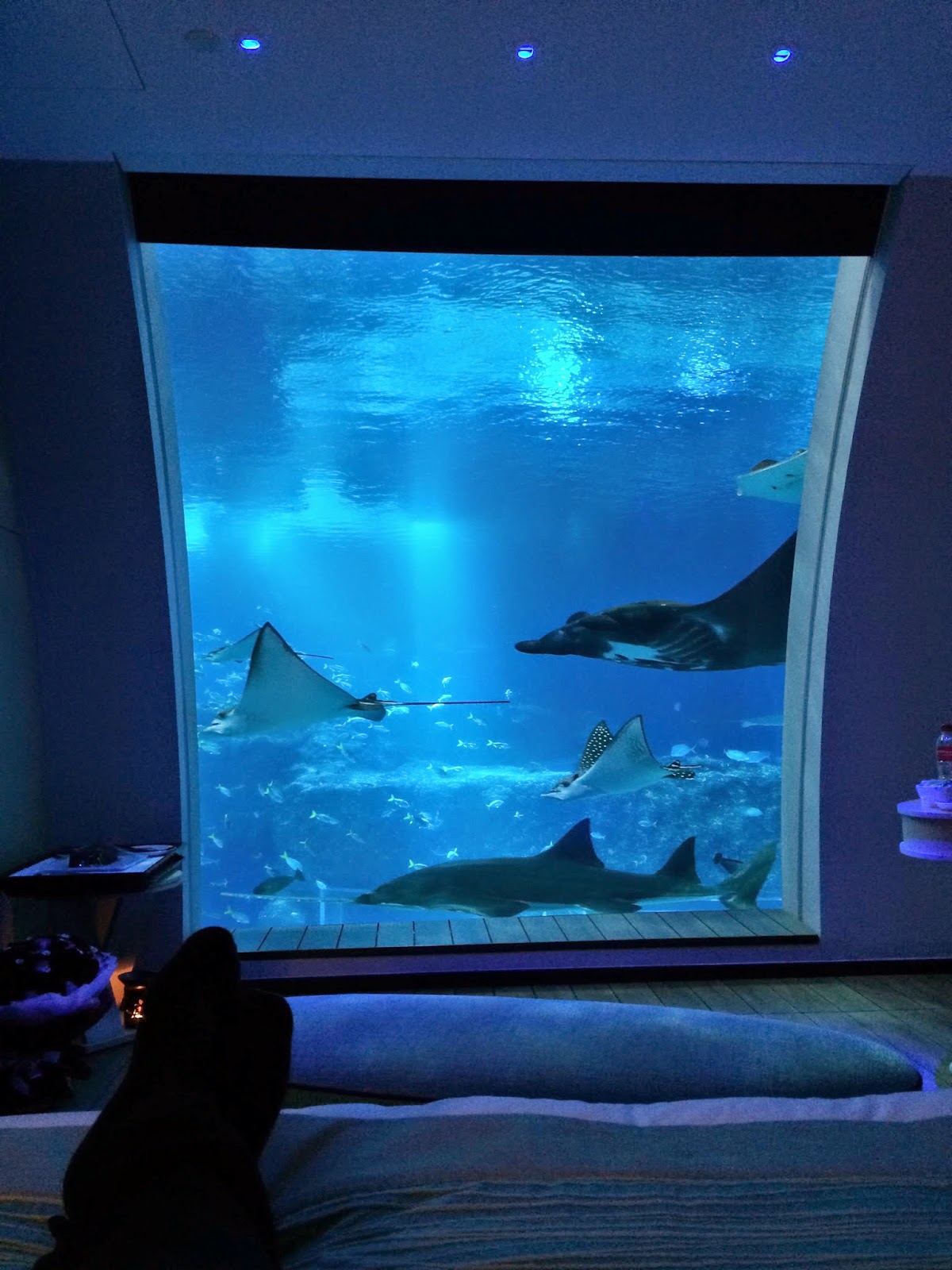 Habitaciones con vistas a un Acuario - COSAS ÚNICAS