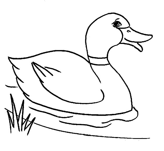 duck coloring pages do you looking for a duck coloring pages there are  title=