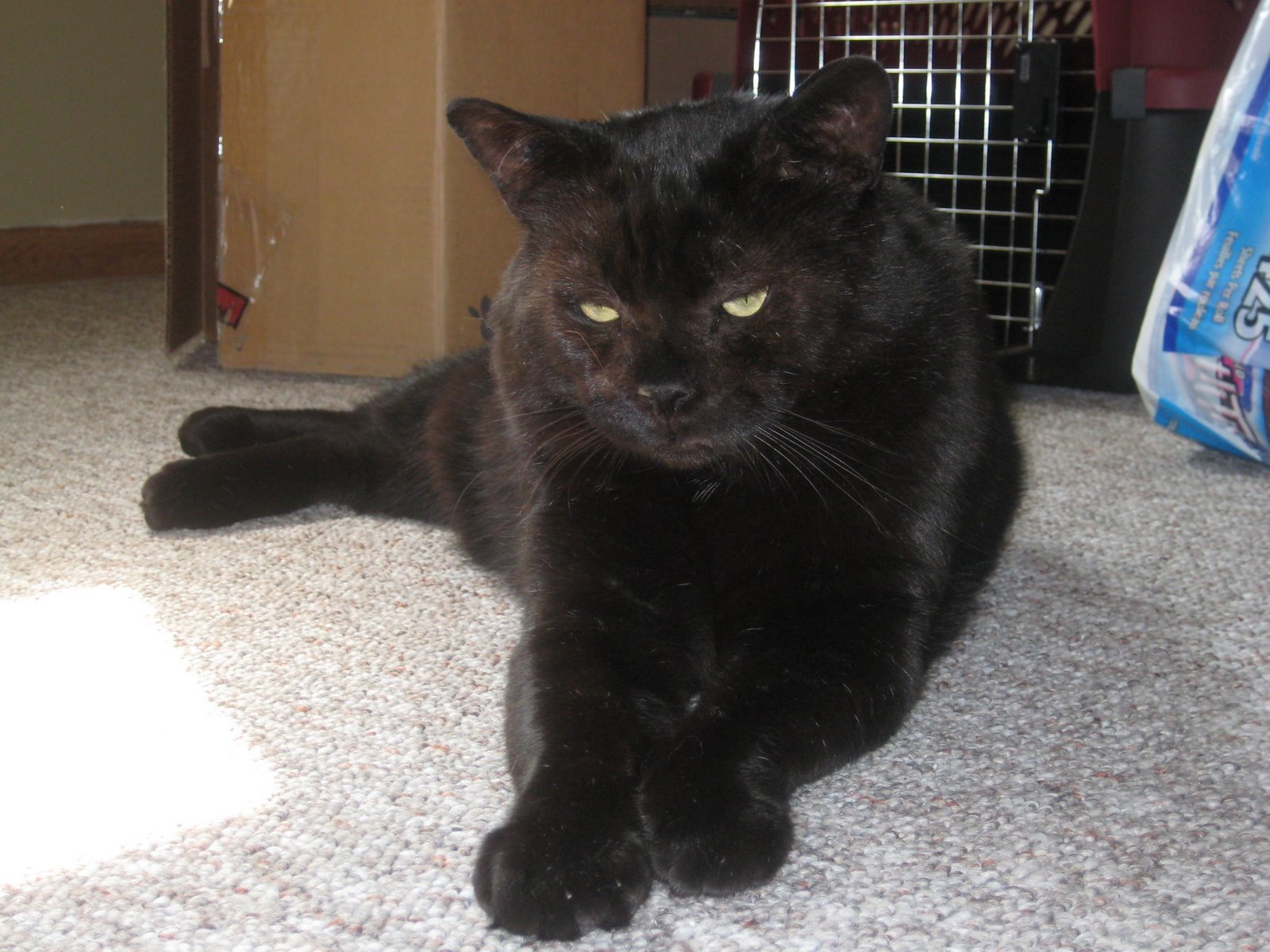 black house cat