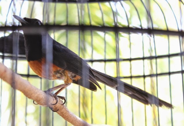 Murai Batu Nias perawatan murai batu nias