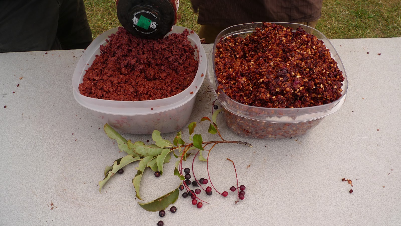 Wild Harvests Chokecherries from the dry side of the mountain