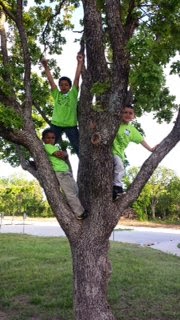 Tree-Toppers