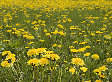 springtime a la carte springtime a la carte