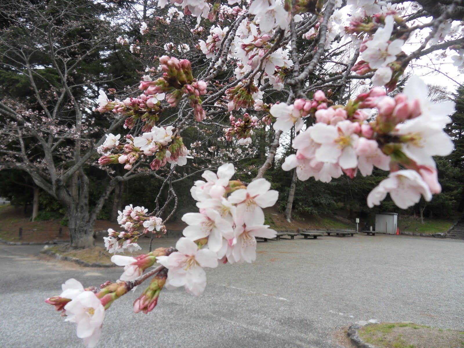 YANGYANG IN JAPAN: Cherry Blossom