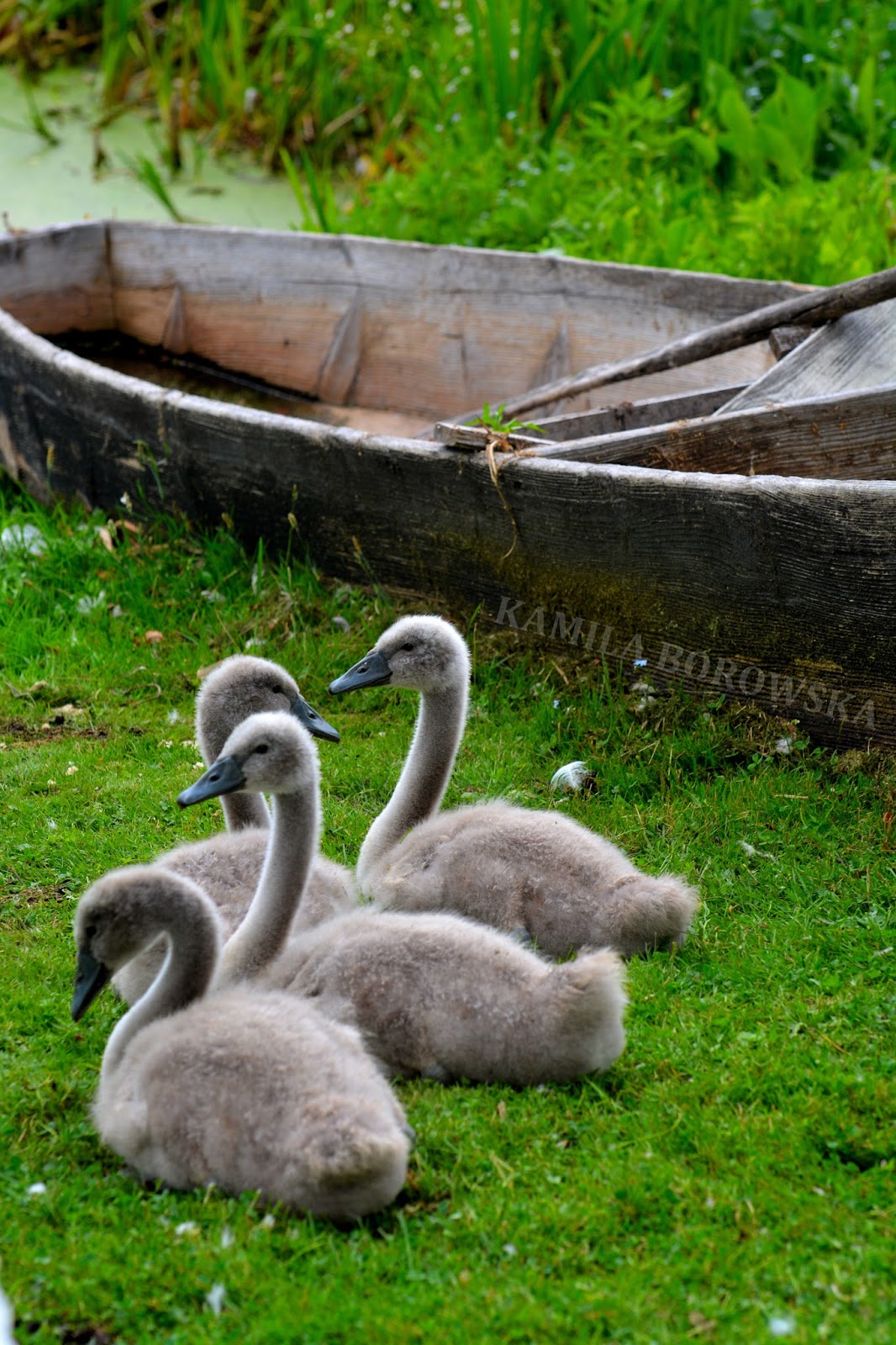 DSC_0698.JPG