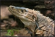 Black Spiny Tail Iguana.