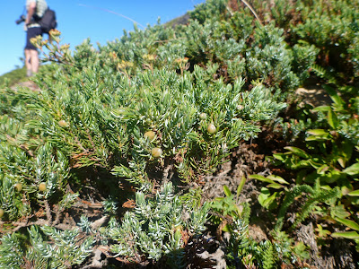 Juniperus on Fremont Lookout Trail