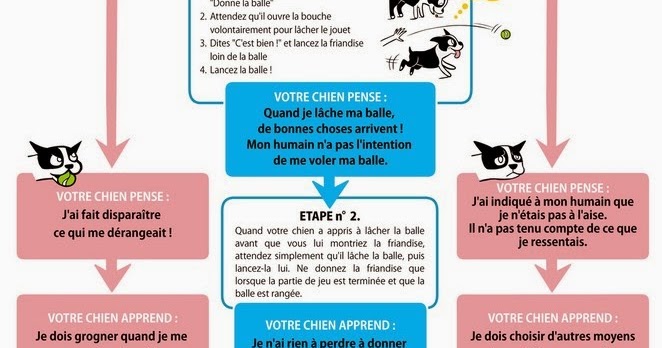 3 choix pour éduquer son chien-Le Bouledogue Français 3 choix pour éduquer son chien-Le Bouledogue Français
