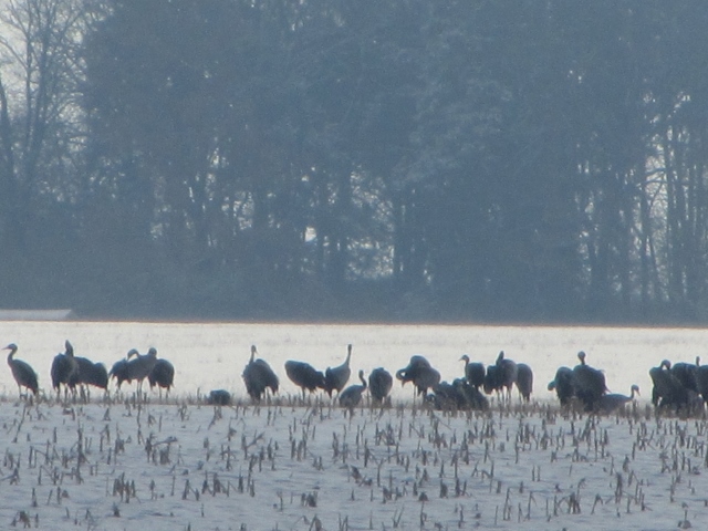 Meine Arbeit mit Braunbären im Bärenwald: Bären kommen so langsam aus