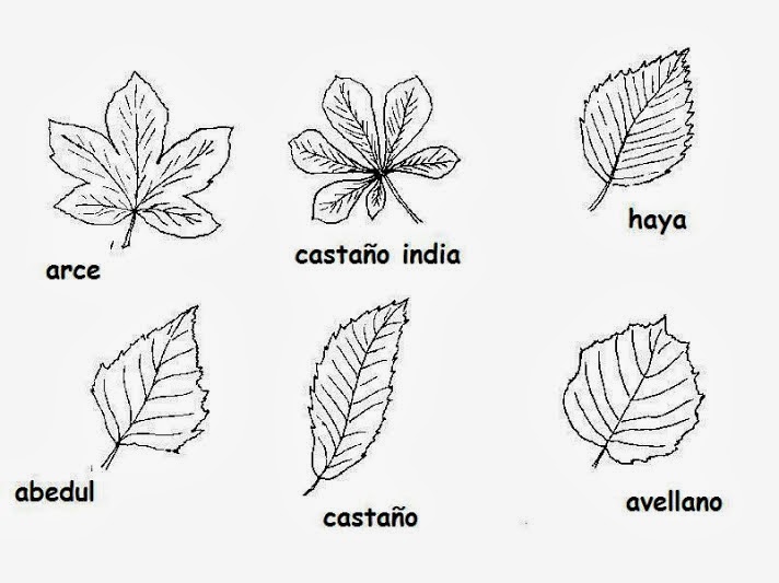 Dibujo hoja de parra colorear Imagui