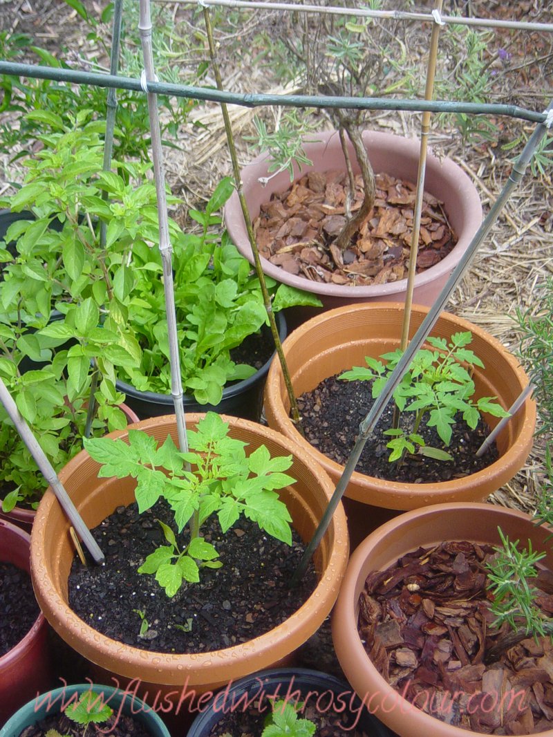 Flushed with Rosy Colour Planting Potted Tomatoes in Brisbane