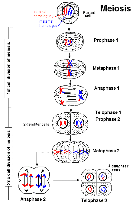 Synapse Definition Meiosis