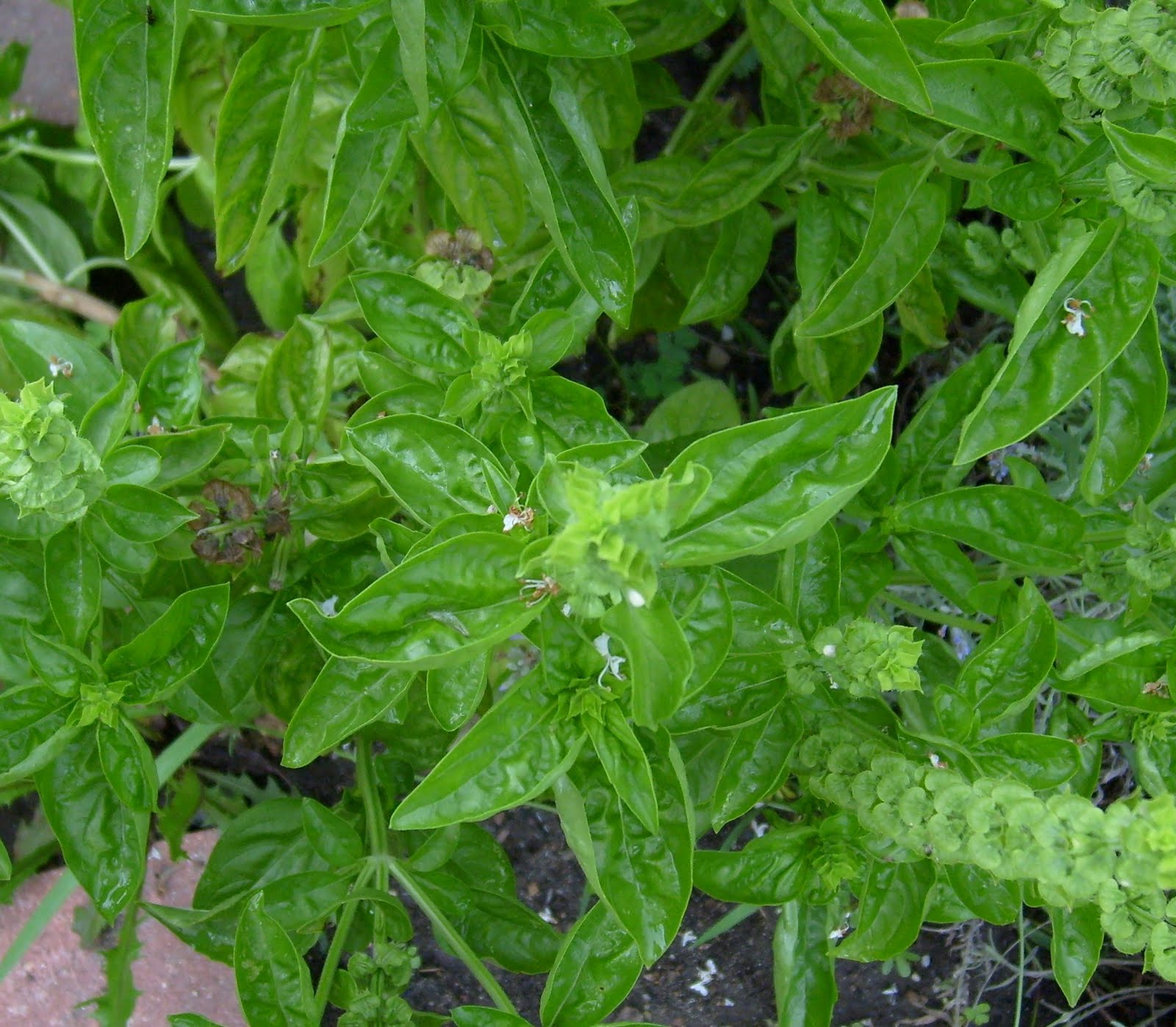 Happier Than A Pig In Mud Adventures In Drying Garden Basil!