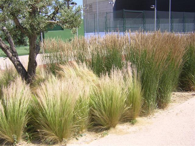 plantas e jardins ornamentais: Jardins: plantas, flores e jardinagem : As gramíneas ornamentais plantas e jardins ornamentais: Jardins: plantas, flores e jardinagem : As gramíneas ornamentais