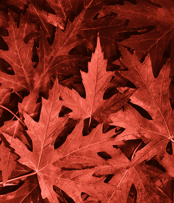 Daun Hamada Pengagum Daun Maple