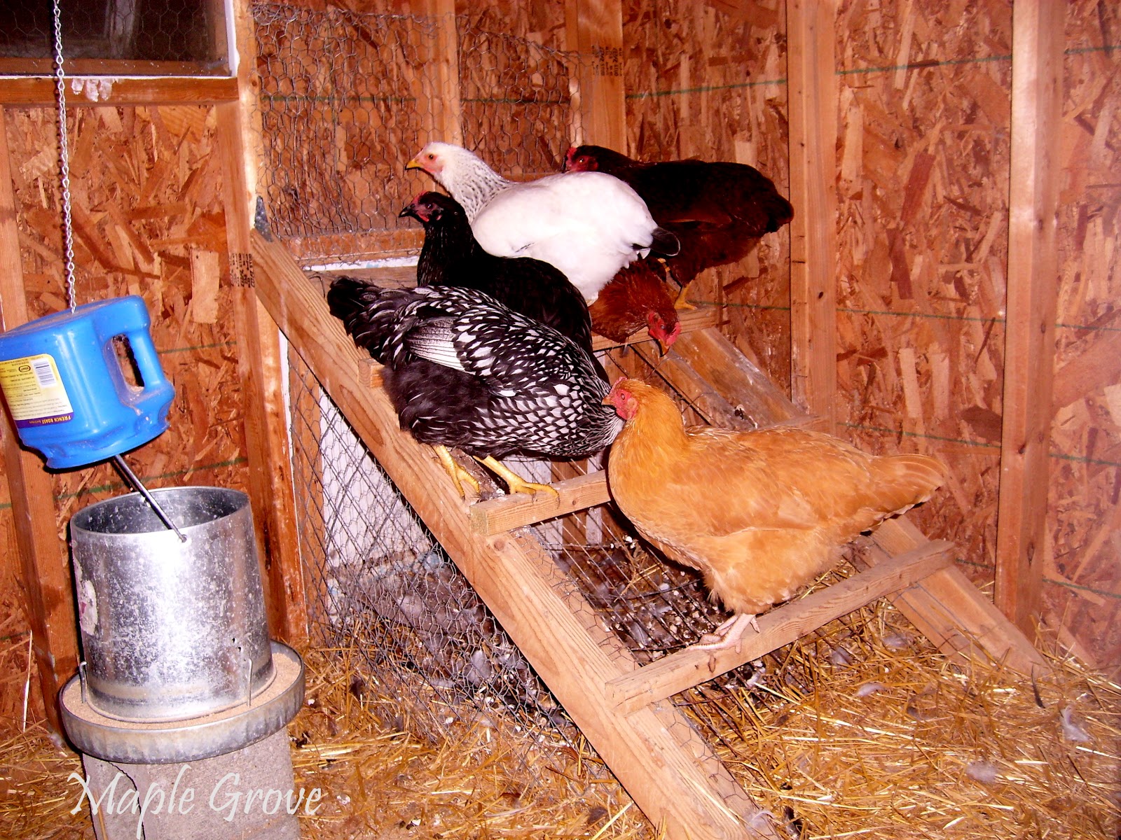 Maple Grove FreeRange Chickens