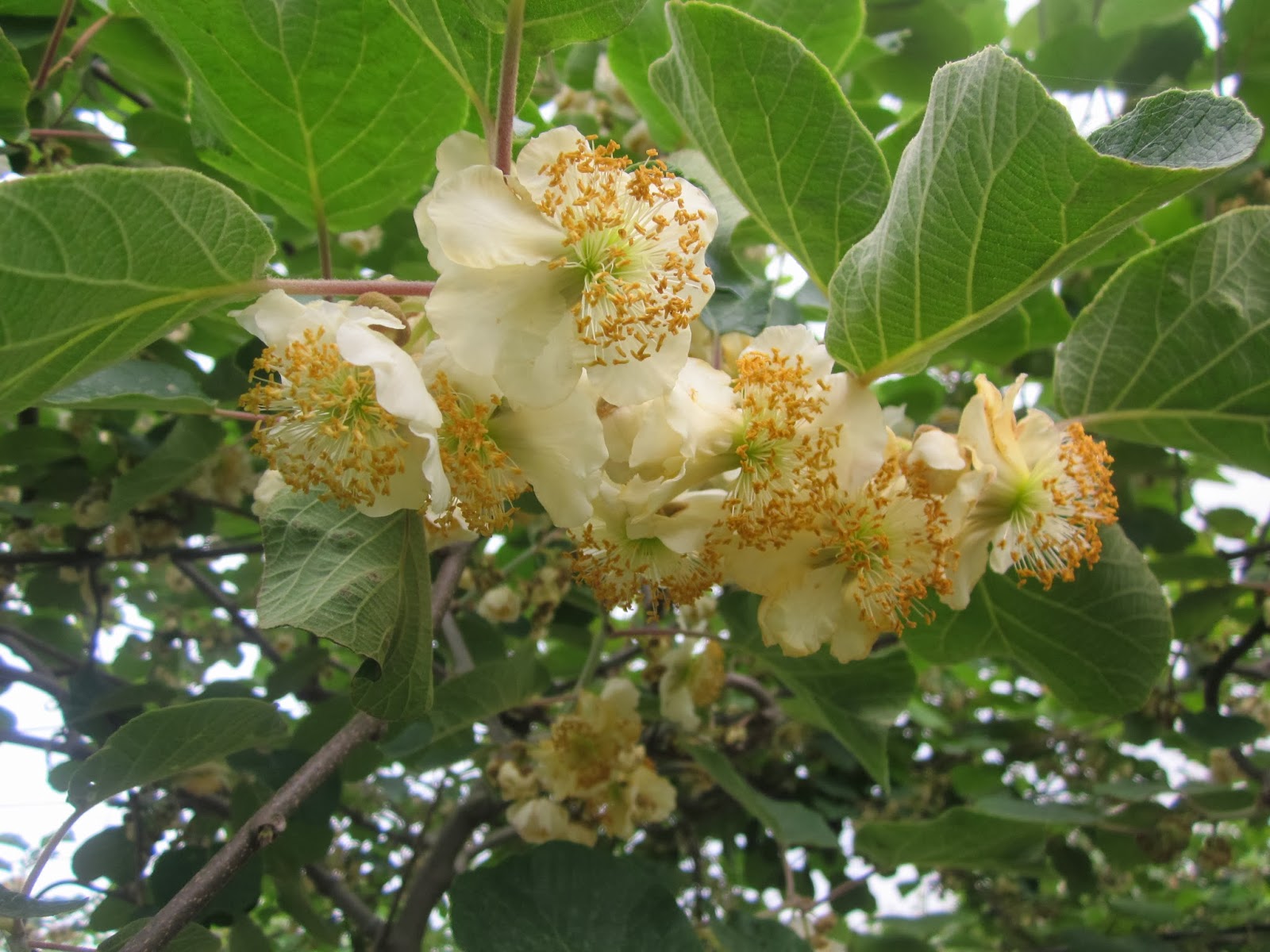 Diaries of an Exiled Persian: Kiwi Blossoms in Persia