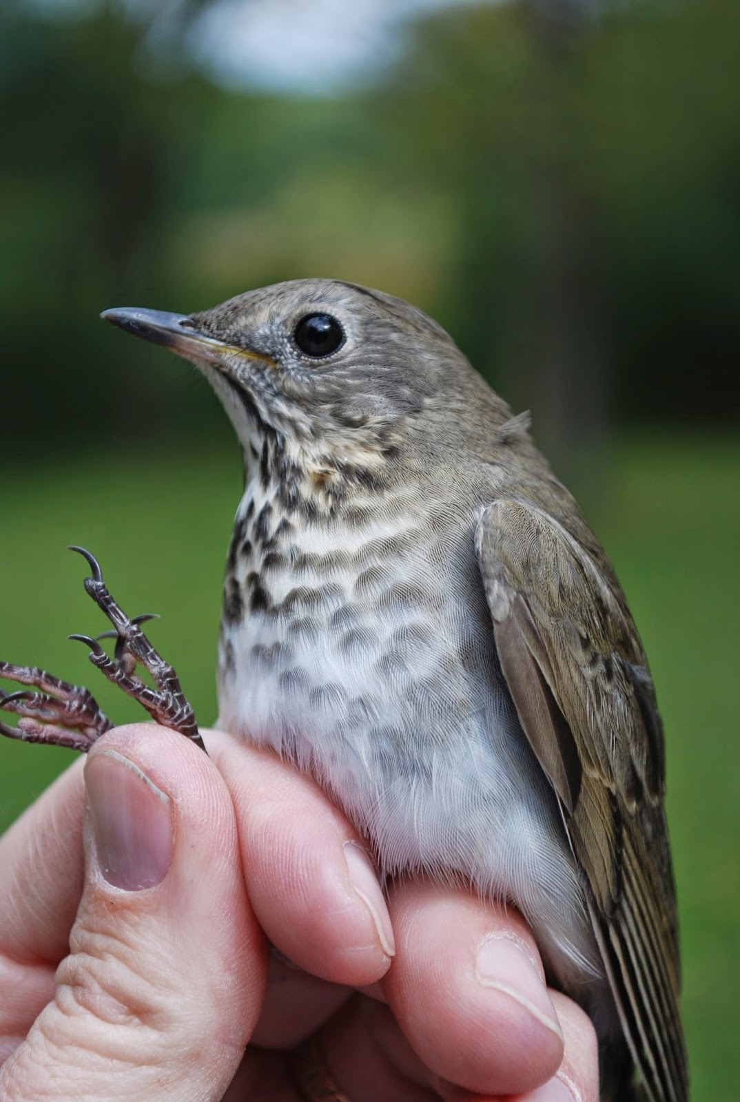 Minnesota Birdnerd Fall Migration Update