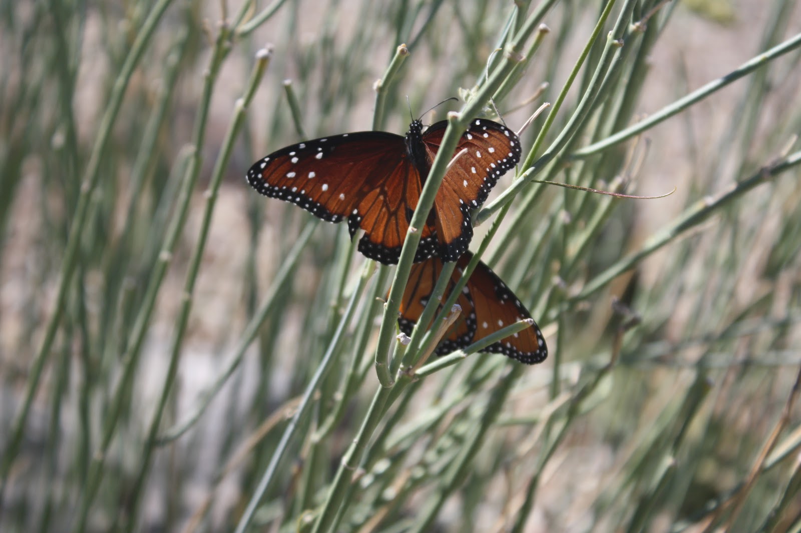 Desert Dabbler Monarch Butterflies