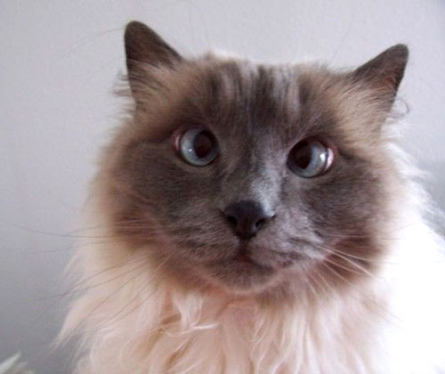 Advantage Cat Flea Medicine Ingredients Advantage Cat Flea Medicine Ingredients