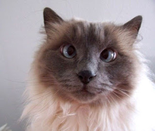 Advantage Cat Flea Treatment Ingredients Advantage Cat Flea Treatment Ingredients