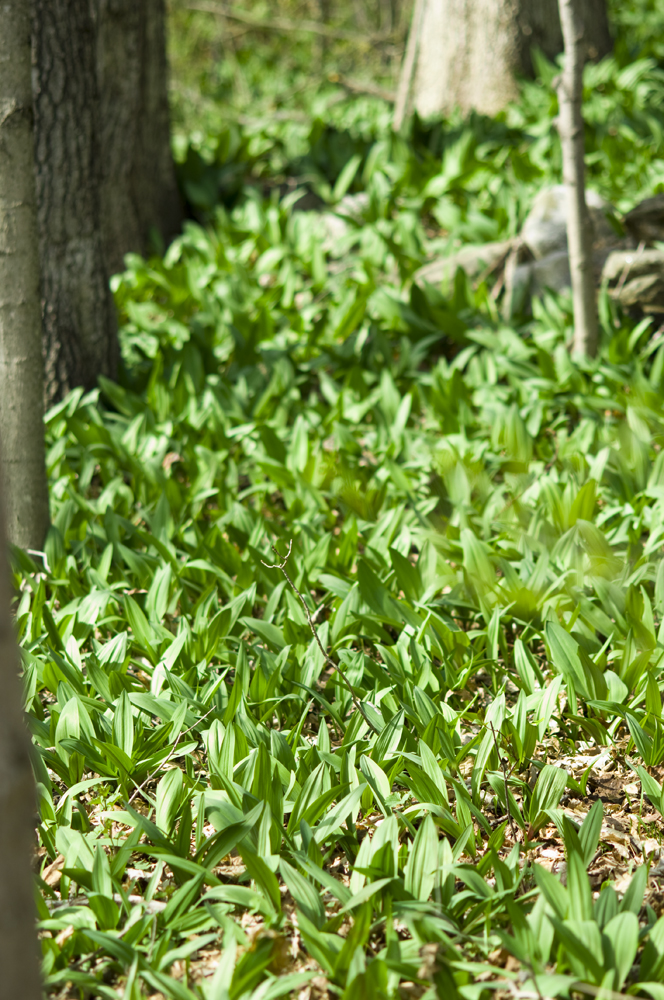 The 3 Foragers Foraging for Wild, Natural, Organic Food Ramps Recipe