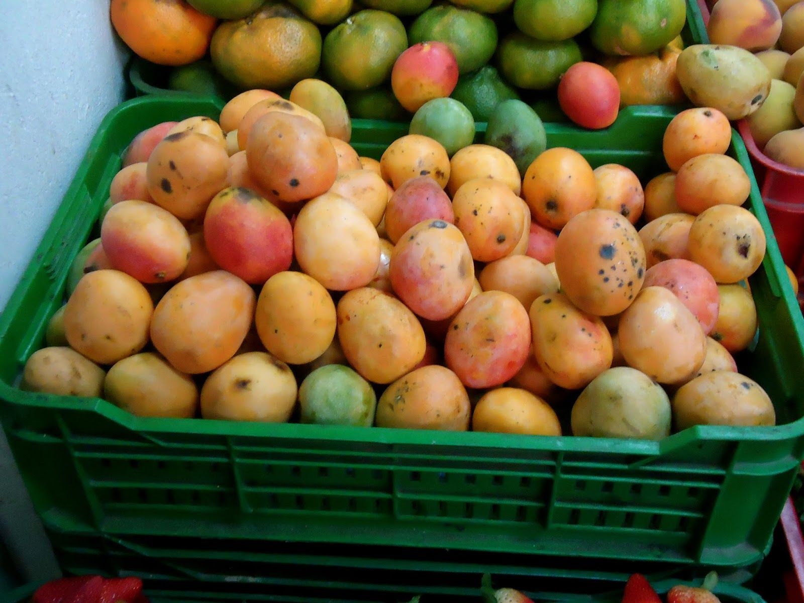 Wandering North Colombian Fruit