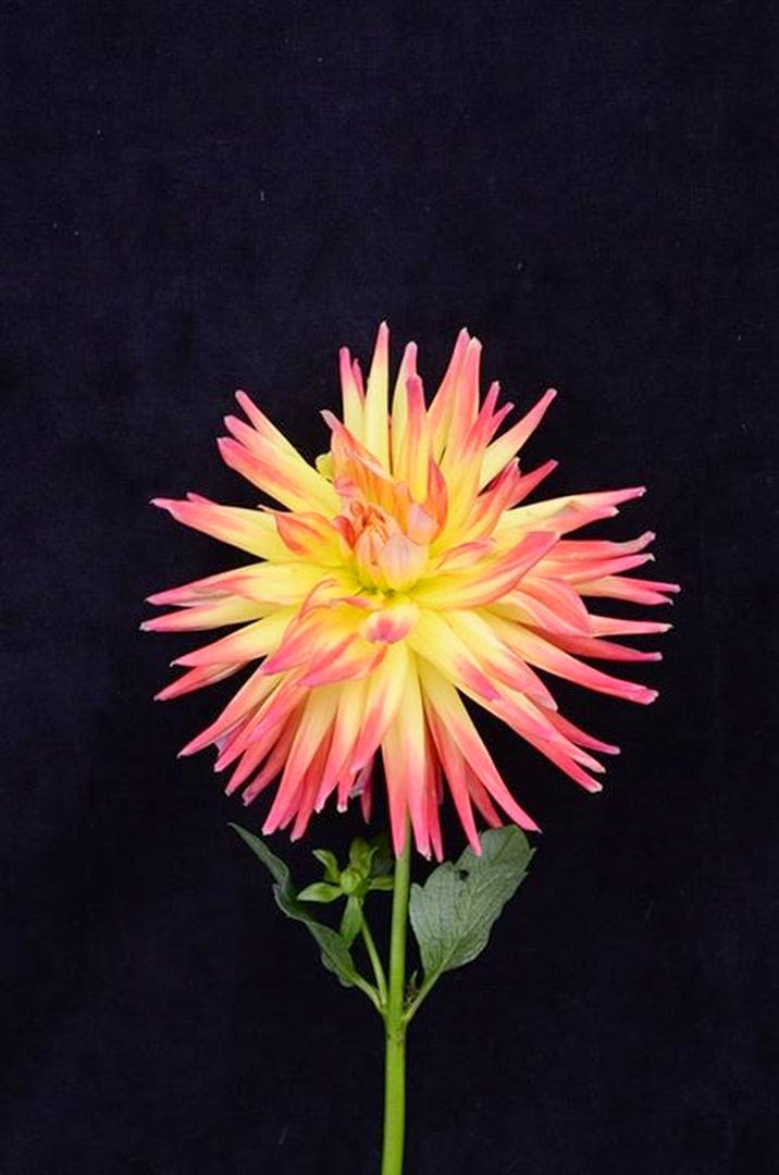 The Nicest Pictures flowers