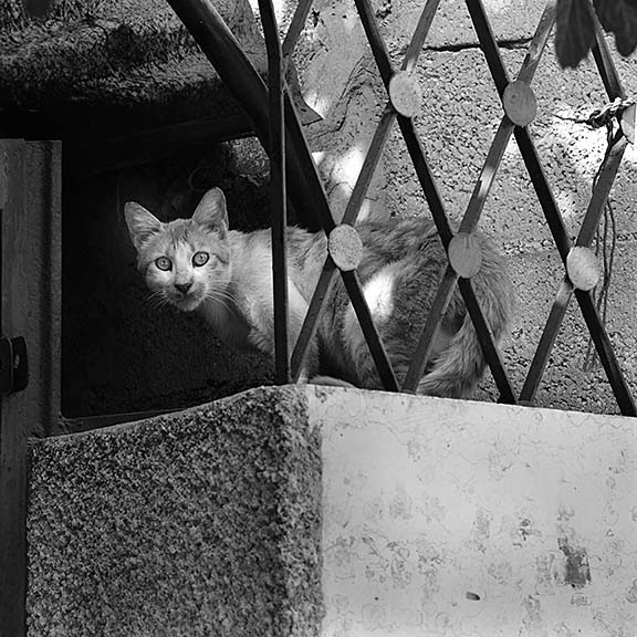 Lloyd Wolf Photographer Jerusalem cats and gazelles