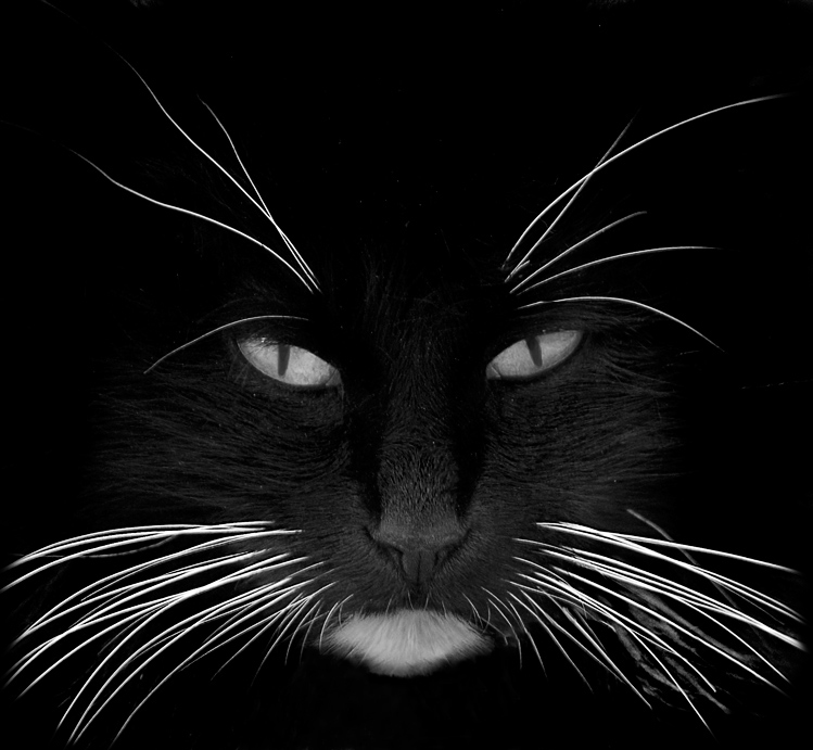 Cat With Long Eyebrow Whiskers Cat With Long Eyebrow Whiskers