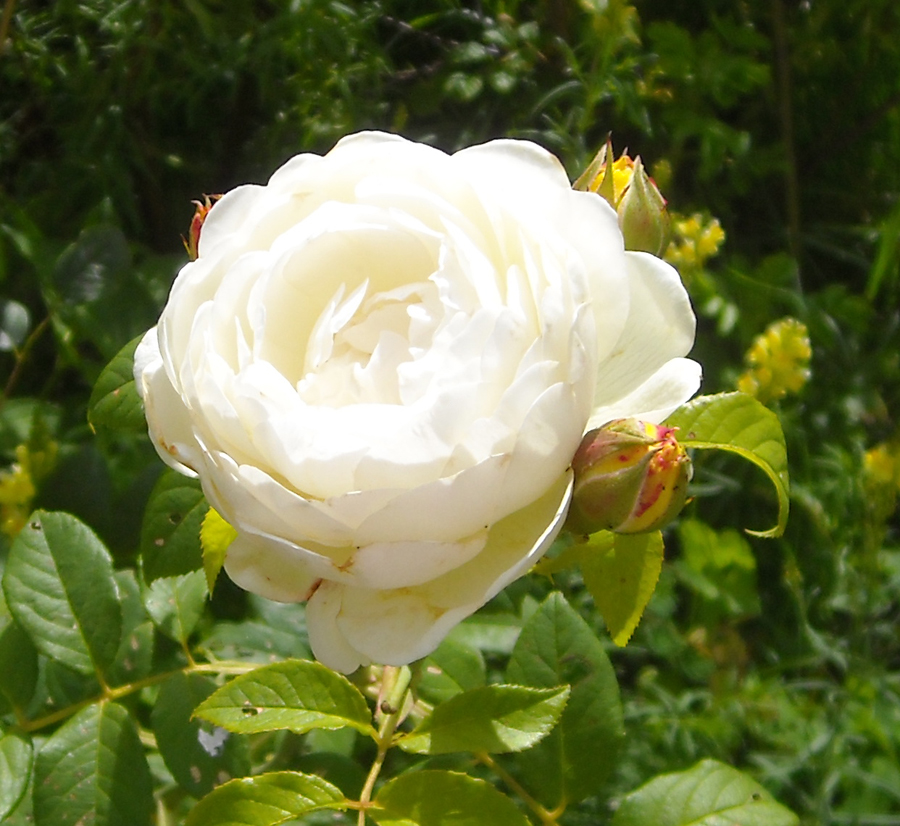 Роза Клэр Остин Фото И Описание – Telegraph