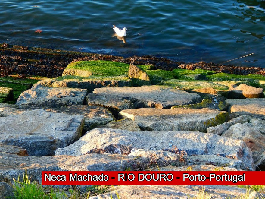 RIO DOURO-PORTO-PORTUGAL