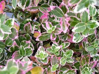 Find Some Euonymus For Your Garden
