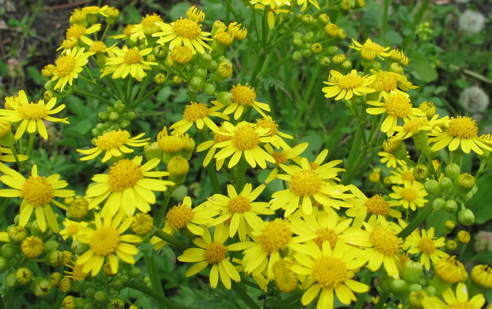 Now Showing Near You Wildflowers May 2011