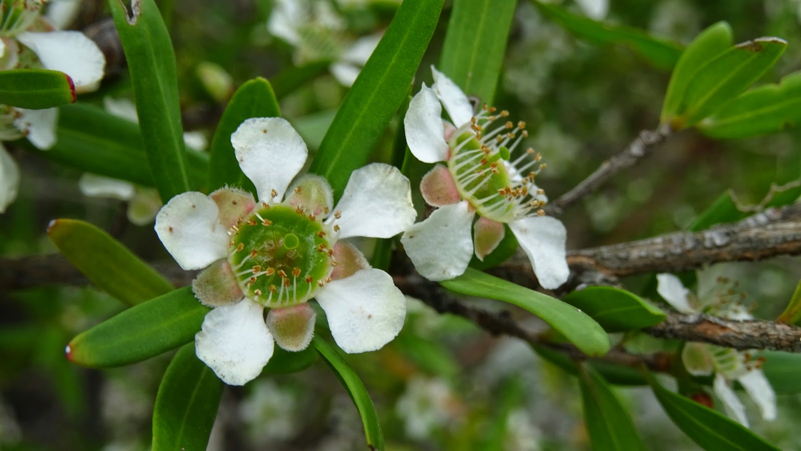 MAP MELBOURNE STREET TREES 108 LEMONSCENTED TEATREE