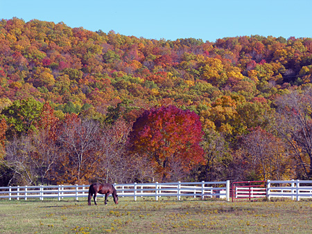 Autumn Purple Ash Tree2