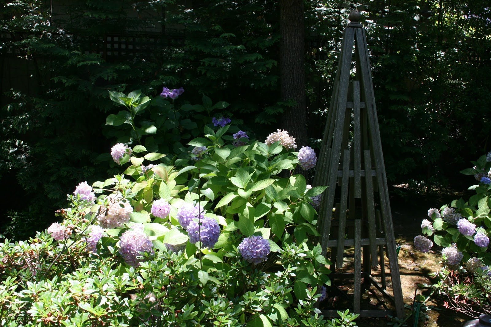 What Grows There Pruning Hydrangeas