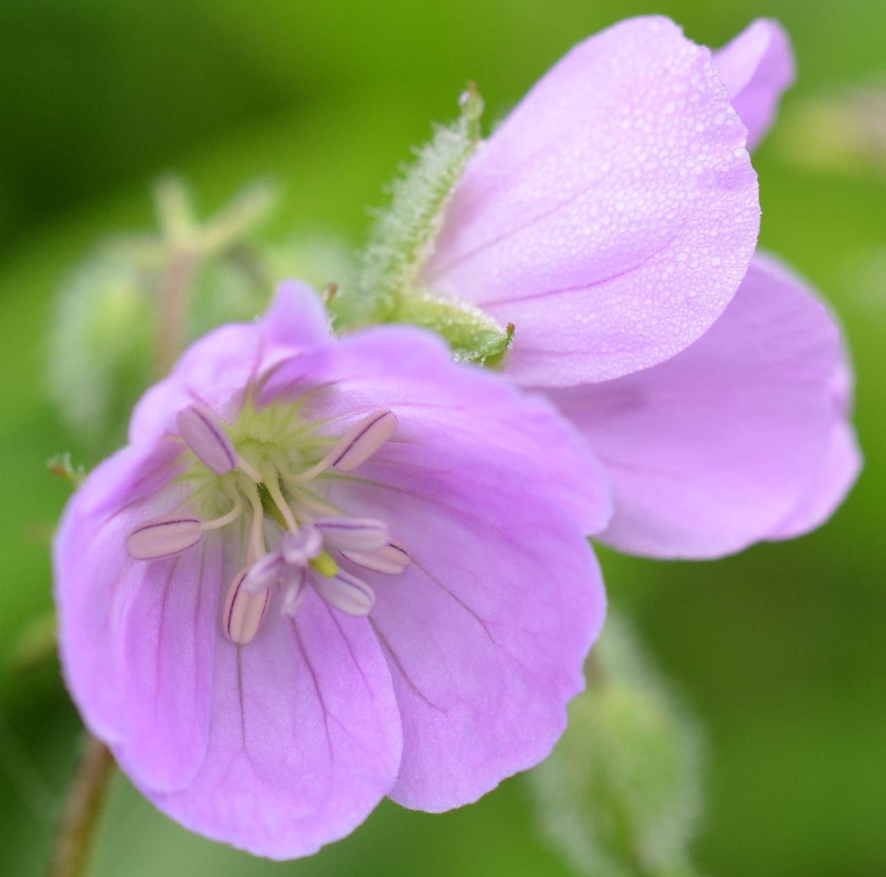 Flower Hill Farm May Wildflowers