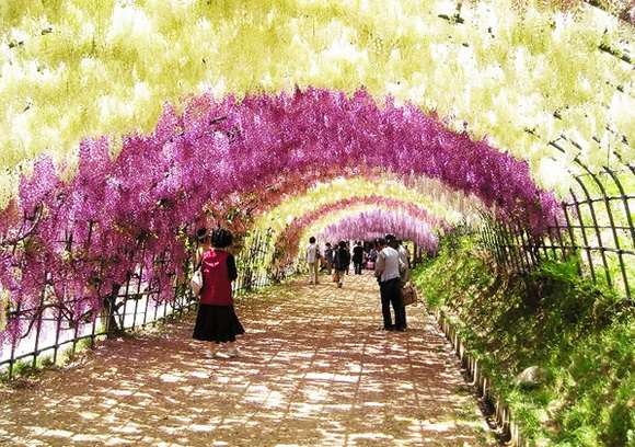 Wisteria Tunnel, Jepang