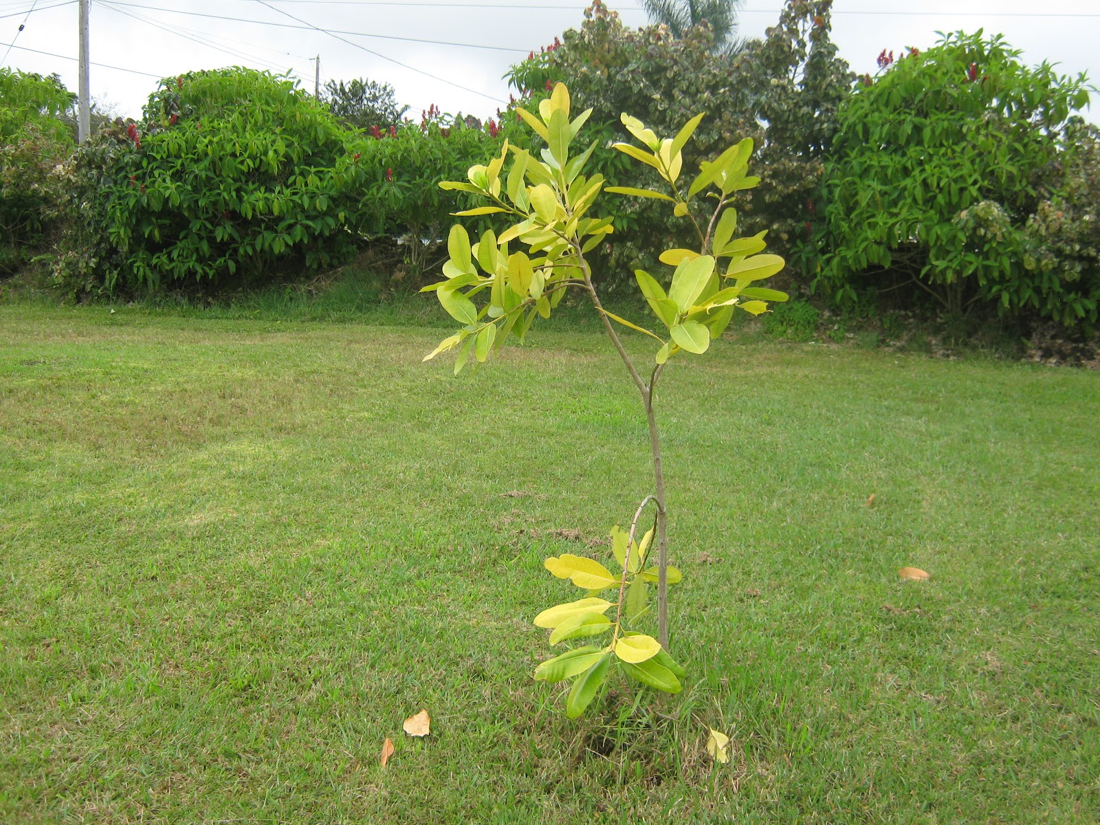 Garden Guy Hawaii: Why Leaves Turn Yellow