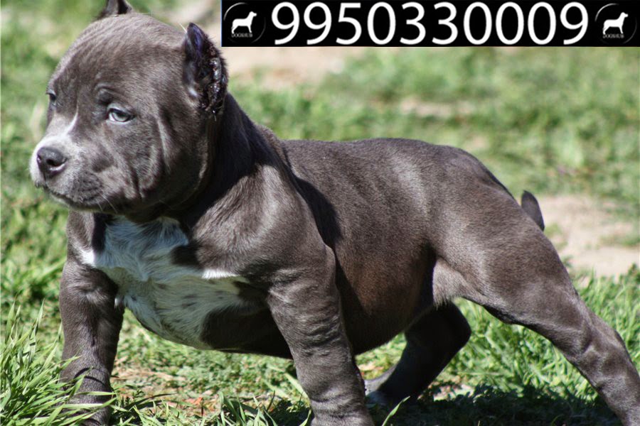 labrador german shepard beagle saint bernard pug rottweiler puppies sale jaipur rajasthan american bully pitbull for sale in india