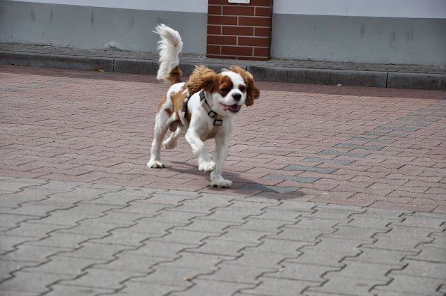 _DSC0035.JPG