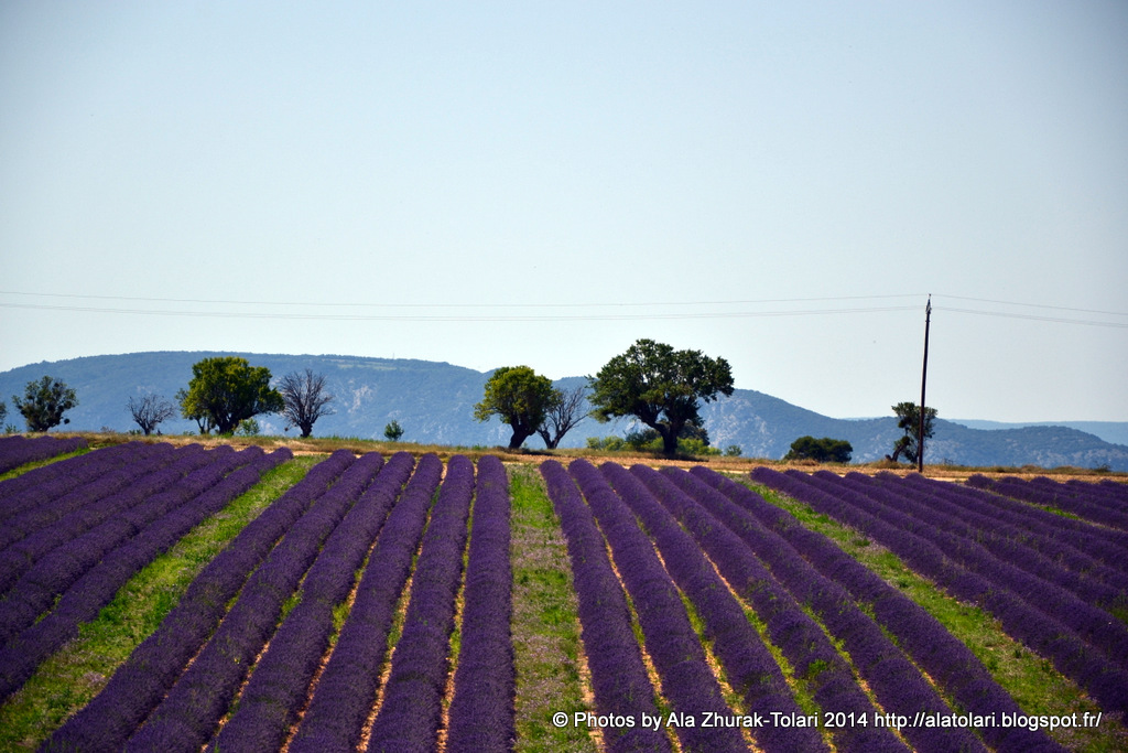 Plateau Valensole5.Peignes de lavande. lavande,lavande